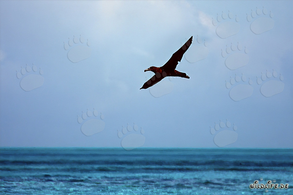 Albatros di piedi neri maestoso plana sopra l'oceano