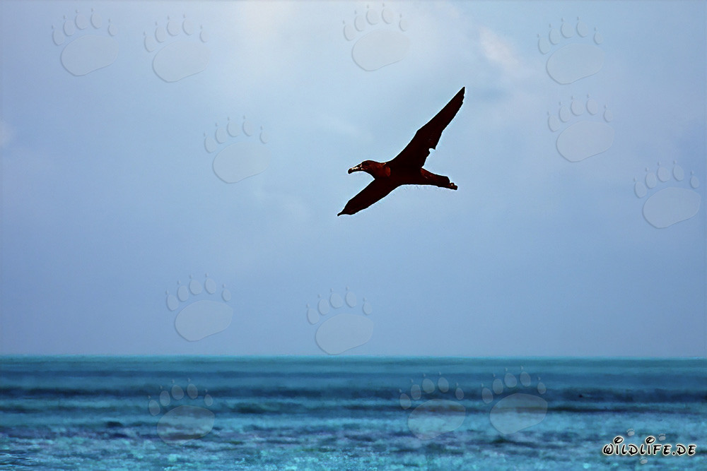 Majestic Blackfooted albatross soaring over the ocean