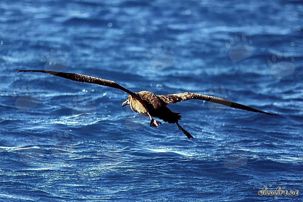 Vol majestueux de l'albatros à pieds noirs au-dessus de l'océan