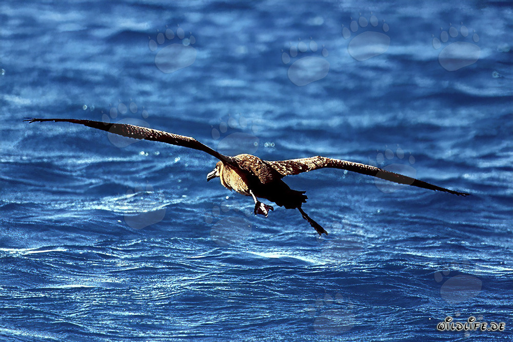 Volo maestoso dell'albatros dal piede nero sull'oceano