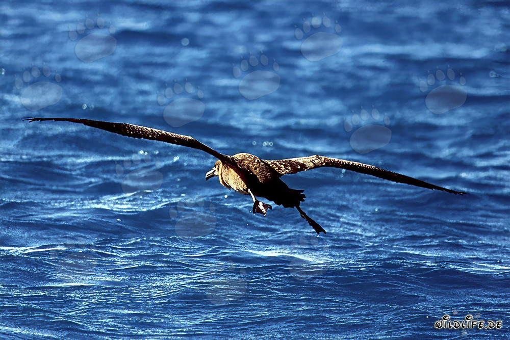Vuelo majestuoso del albatros de patas negras sobre el océano