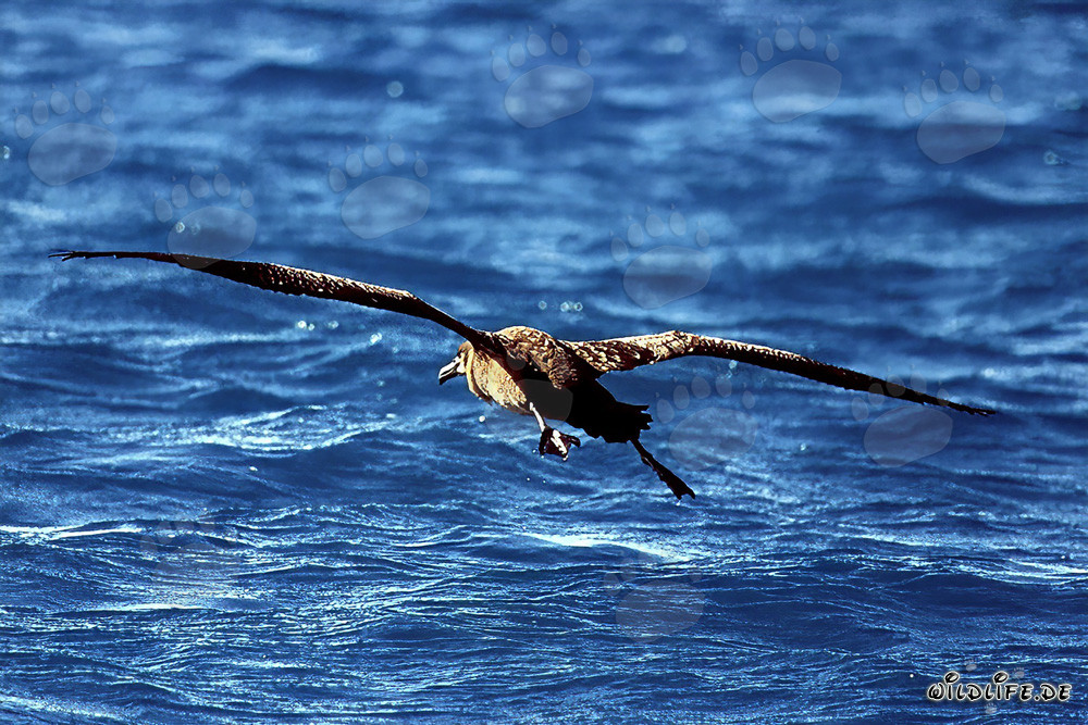 Majestic flight of the Blackfooted albatross over the ocean