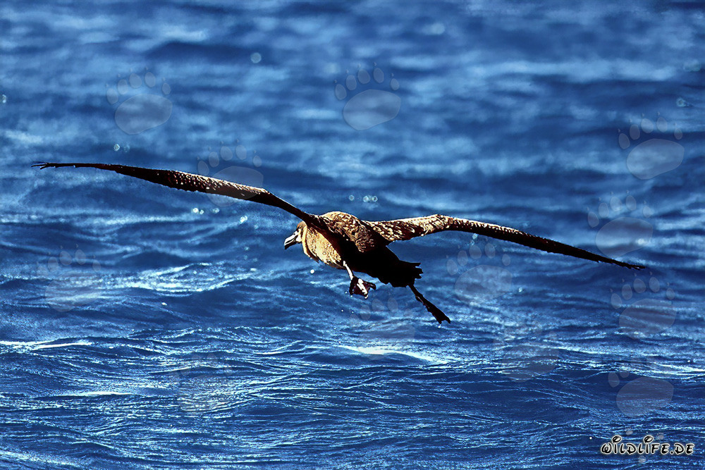 Majestätischer Flug des Schwarzfuß-Albatros über den Ozean