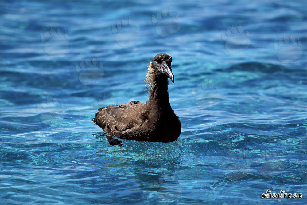 Albatros à pieds noirs en mer