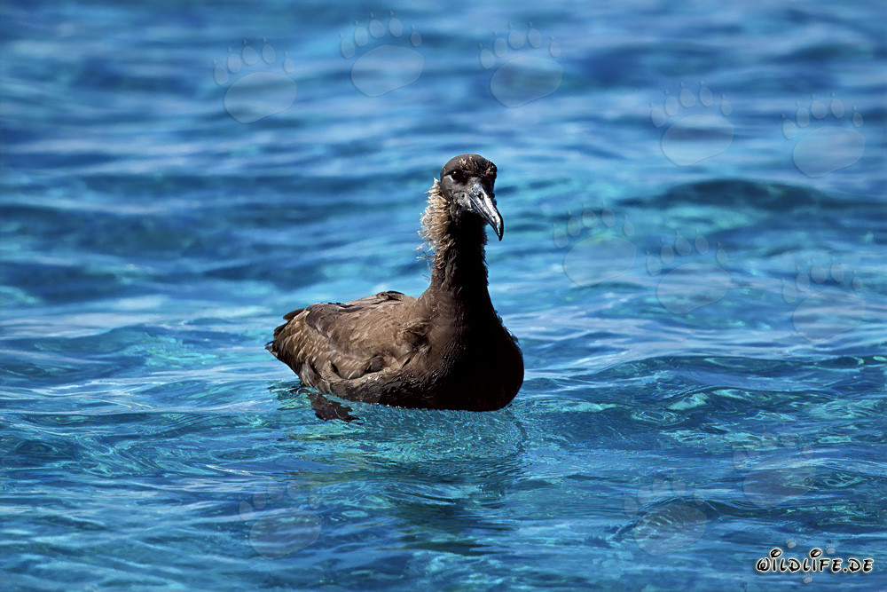 Albatros zampe nere in mare