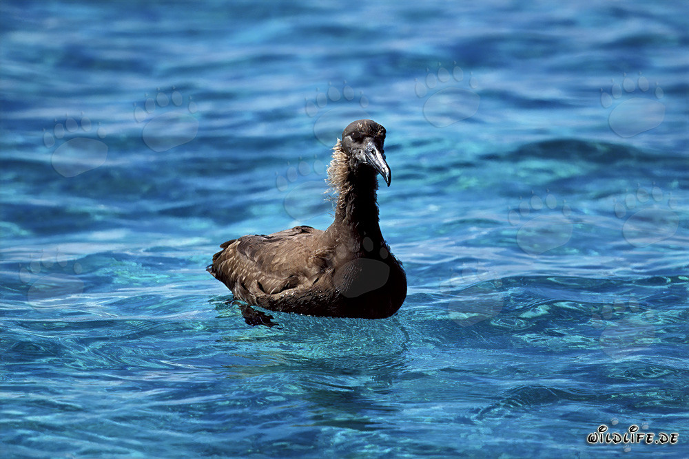 Blackfooted albatross