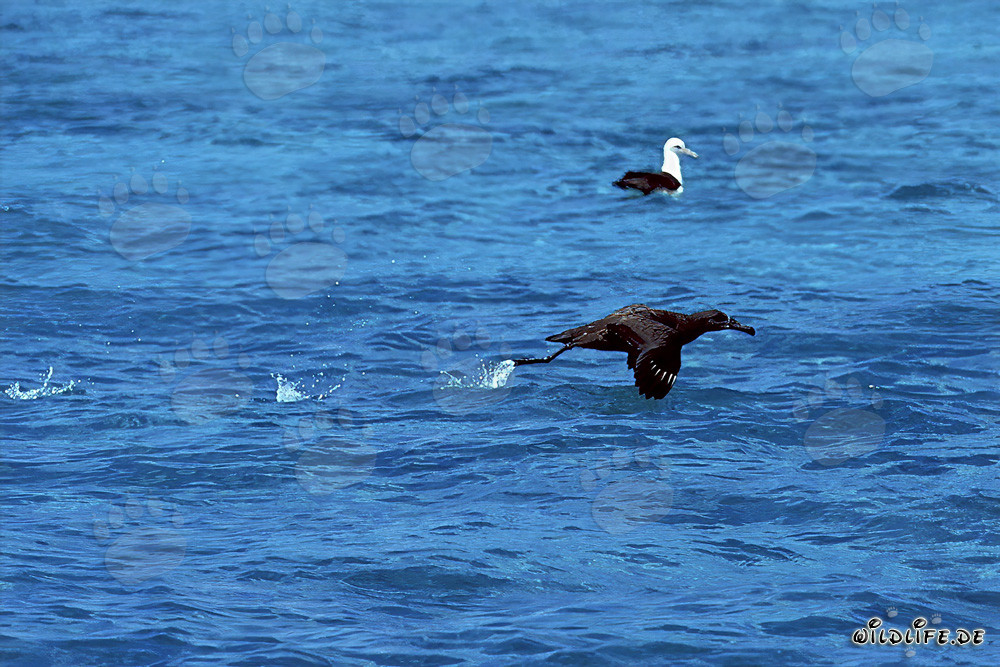 Albatros de patas negras despegando majestuosamente del mar