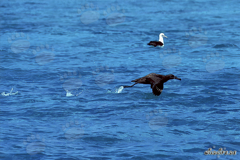 Albatros dal piede nero in partenza maestosa dal mare