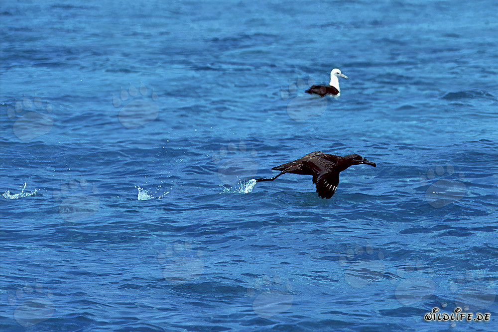 Albatros à pieds noirs lors de son majestueux départ de la mer