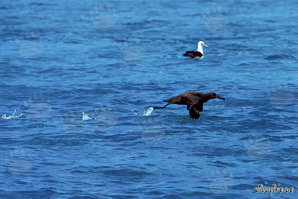 Schwarzfuß-Albatros beim majestätischen Start vom Meer ab