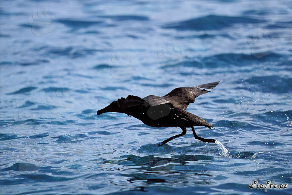 Albatros de patas negras despegando del mar