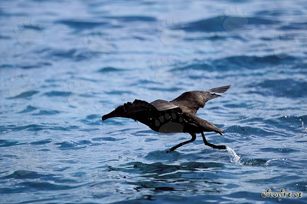 Albatros dal piede nero in decollo sul mare