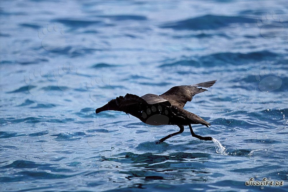 Albatros à pieds noirs décollant de la mer