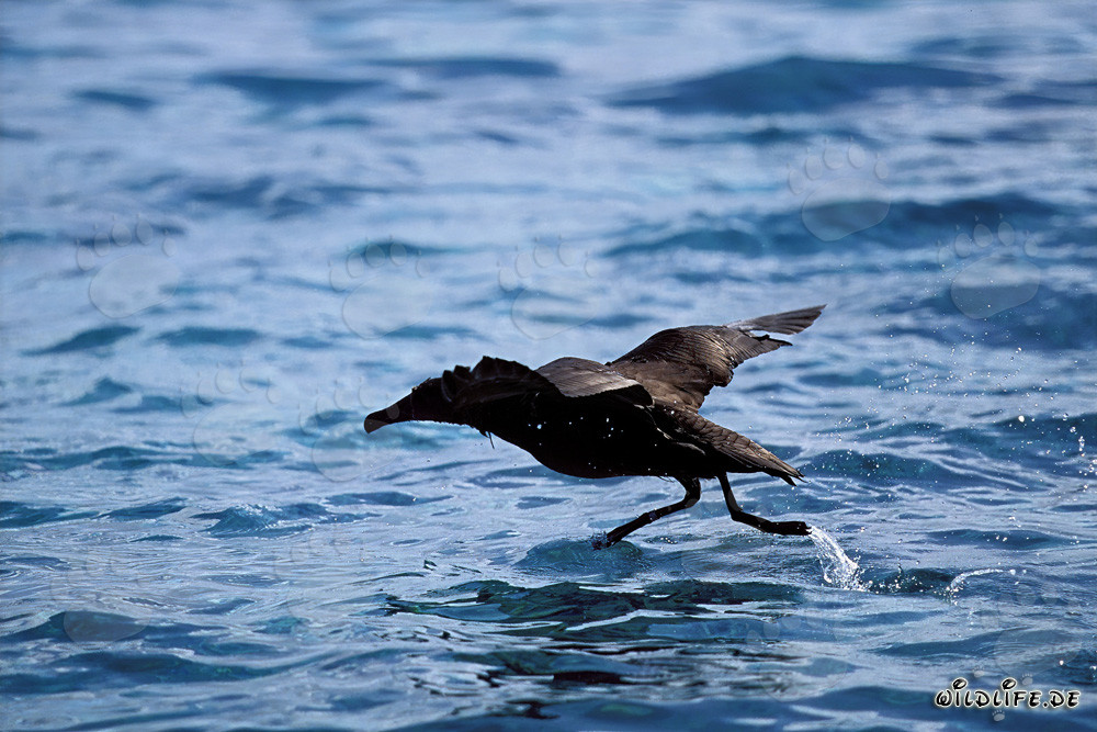 Blackfooted albatross