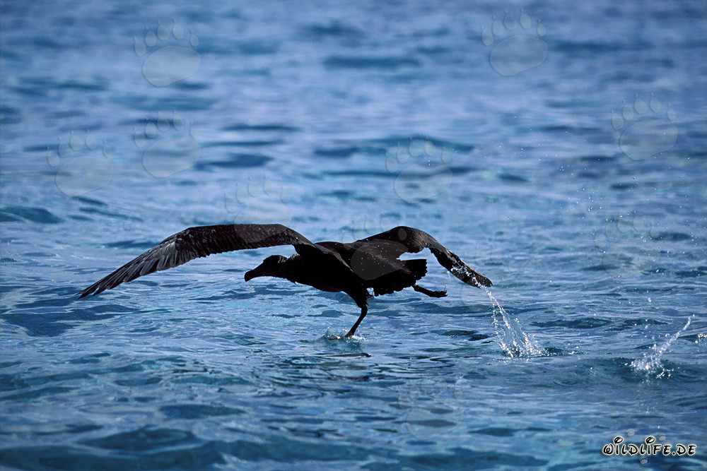 Albatros de patas negras majestuoso despega elegantemente sobre el mar