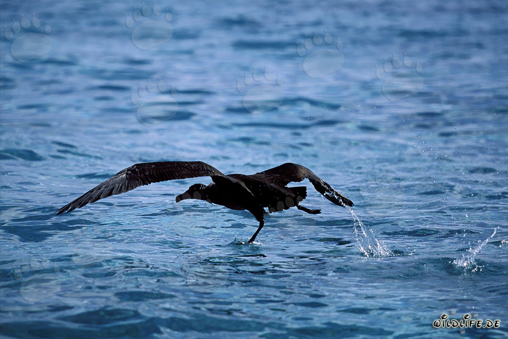 Maestoso Albatros dal piede nero decolla elegantemente sopra il mare