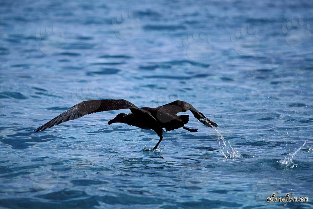 Albatros à pieds noirs majestueux décolle élégamment au-dessus de la mer