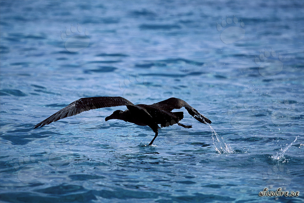 Majestic Blackfooted Albatross gracefully takes off over the sea