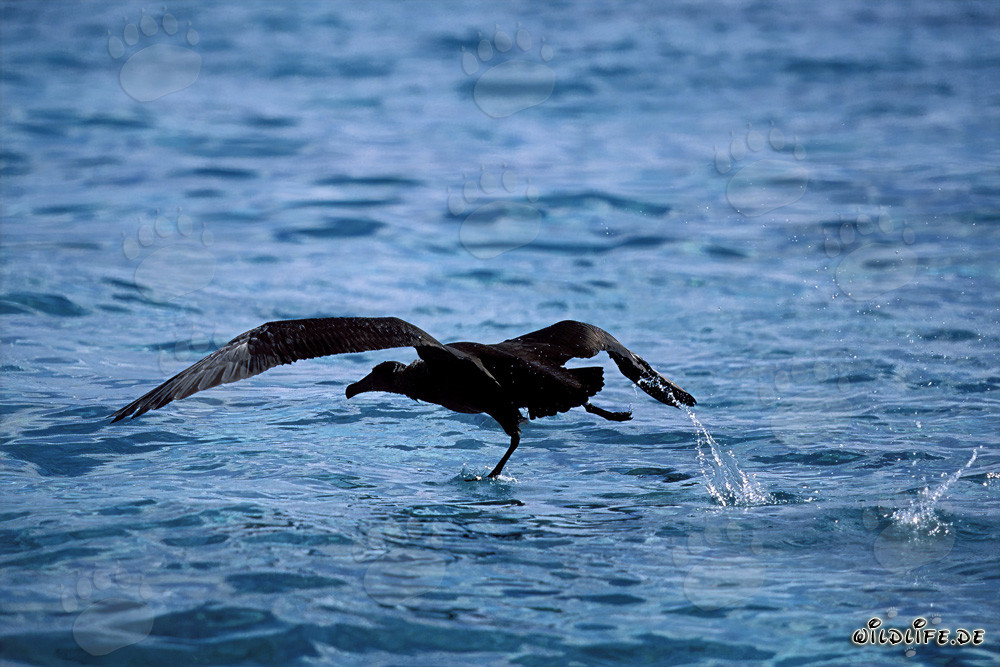 Majestätischer Schwarzfuß-Albatros startet elegant über dem Meer