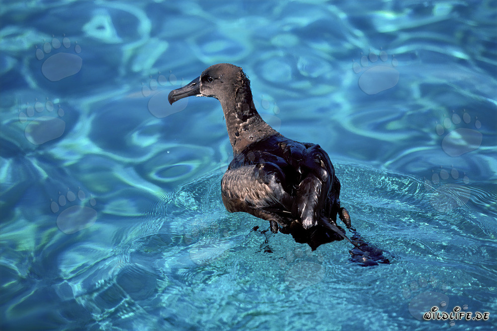 Albatros à pieds noirs majestueux sur la mer calme