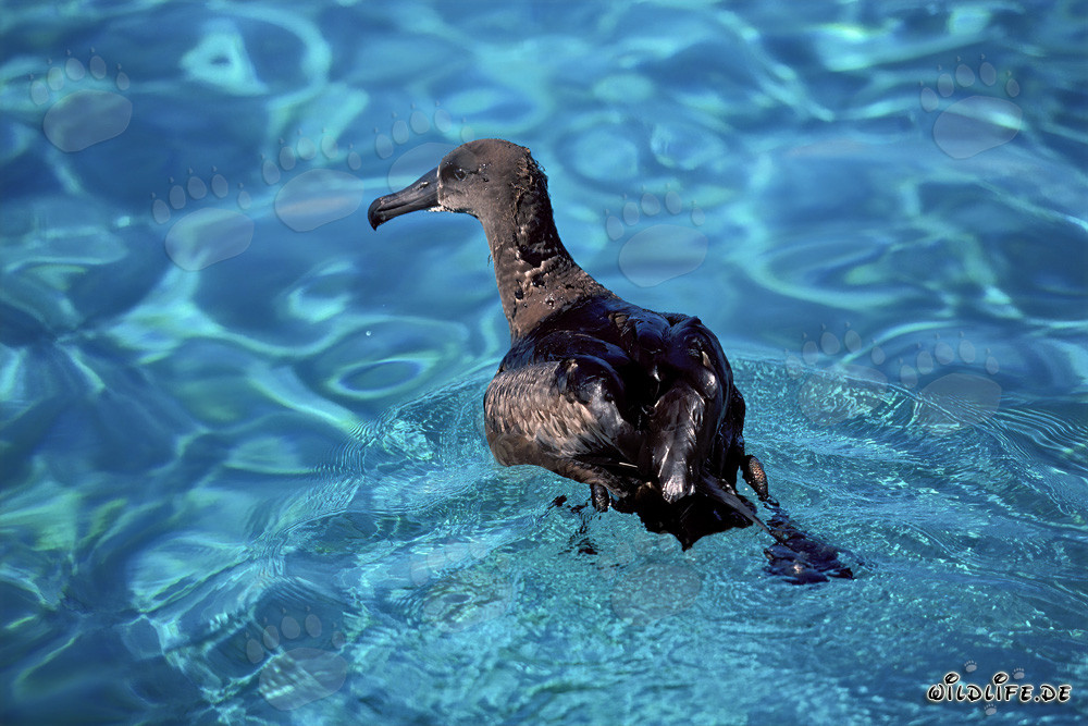 Albatros dal piede nero maestoso sul mare calmo