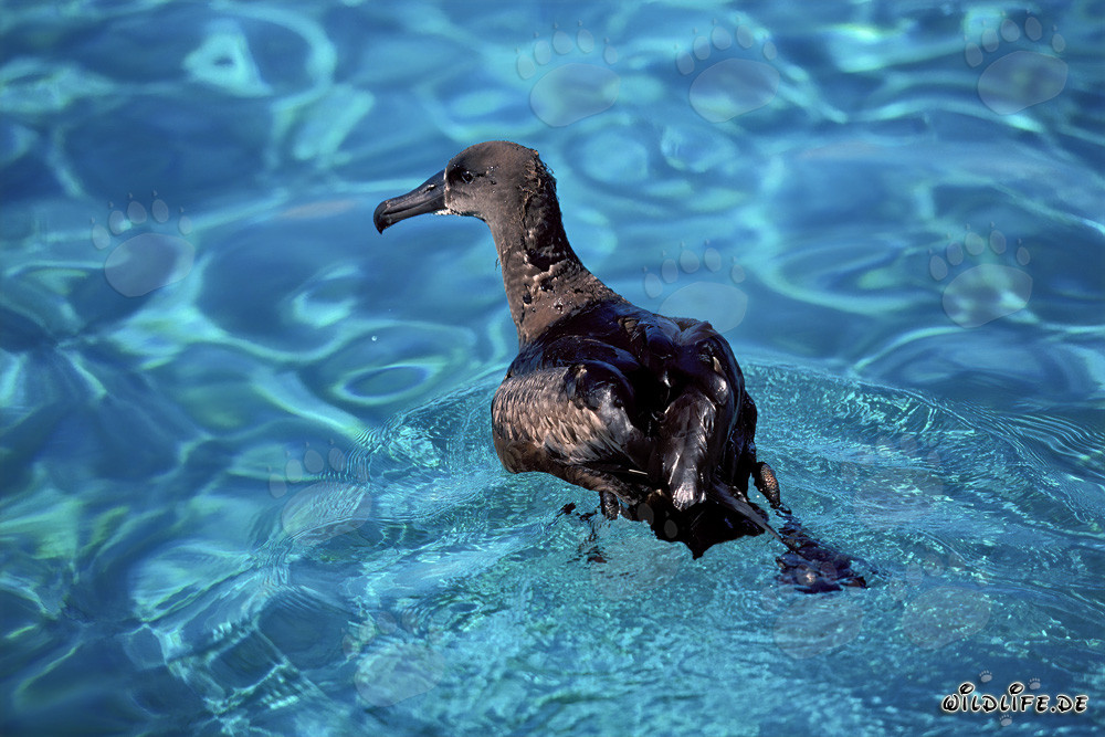 Majestic Blackfooted Albatross on the calm sea