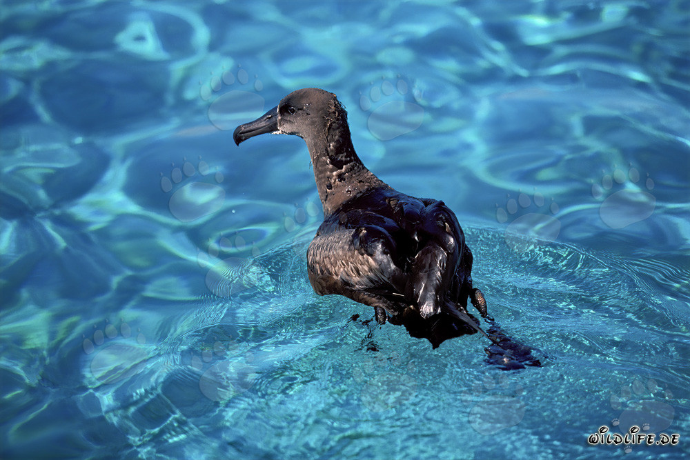 Majestätischer Schwarzfuß-Albatros auf dem ruhigen Meer