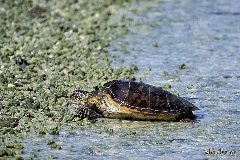 Tortue verte de mer qui va sur la terre
