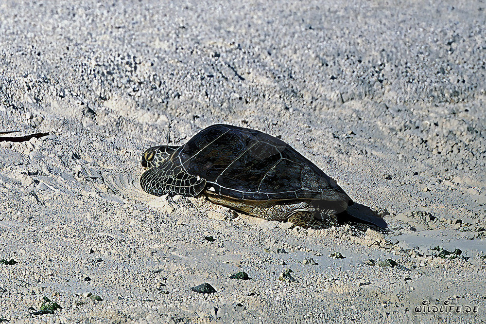 Green sea turtle (Chelonia mydos)