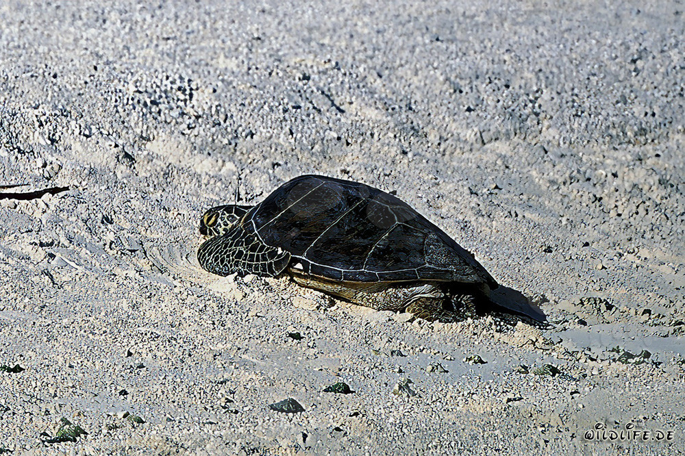 Gruene Meeresschildkroete am Sandstrand