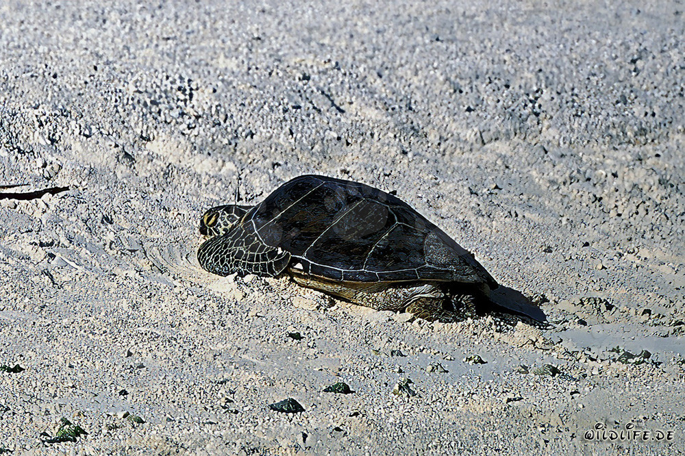 Tortue de mer verte sur la plage de sable
