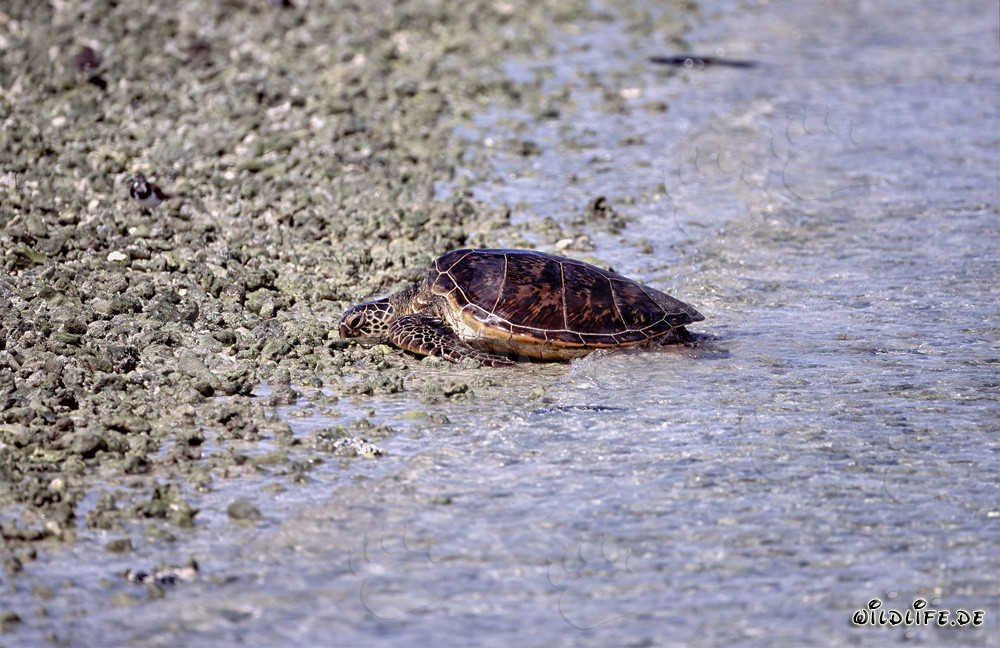Green Sea Turtle Coming Ashore