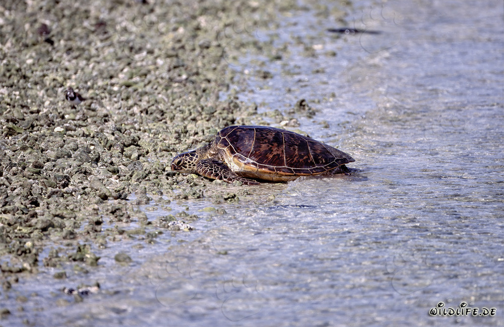 Tartaruga marina verde va sulla terra