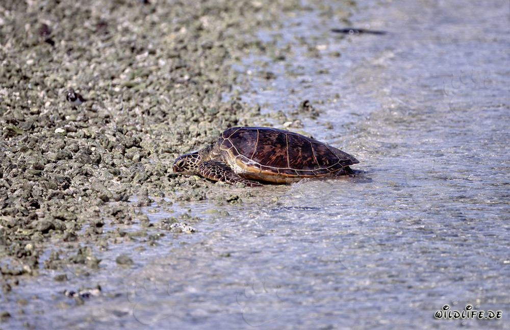 Tortuga marina verde va a tierra