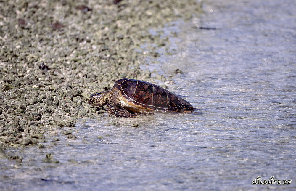 La tortuga marina verde sale del agua