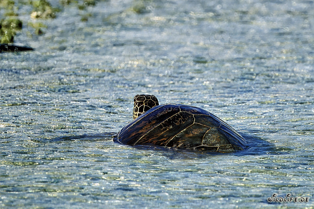 Fascinating Encounter: Green Sea Turtle Swimming in Clear Water