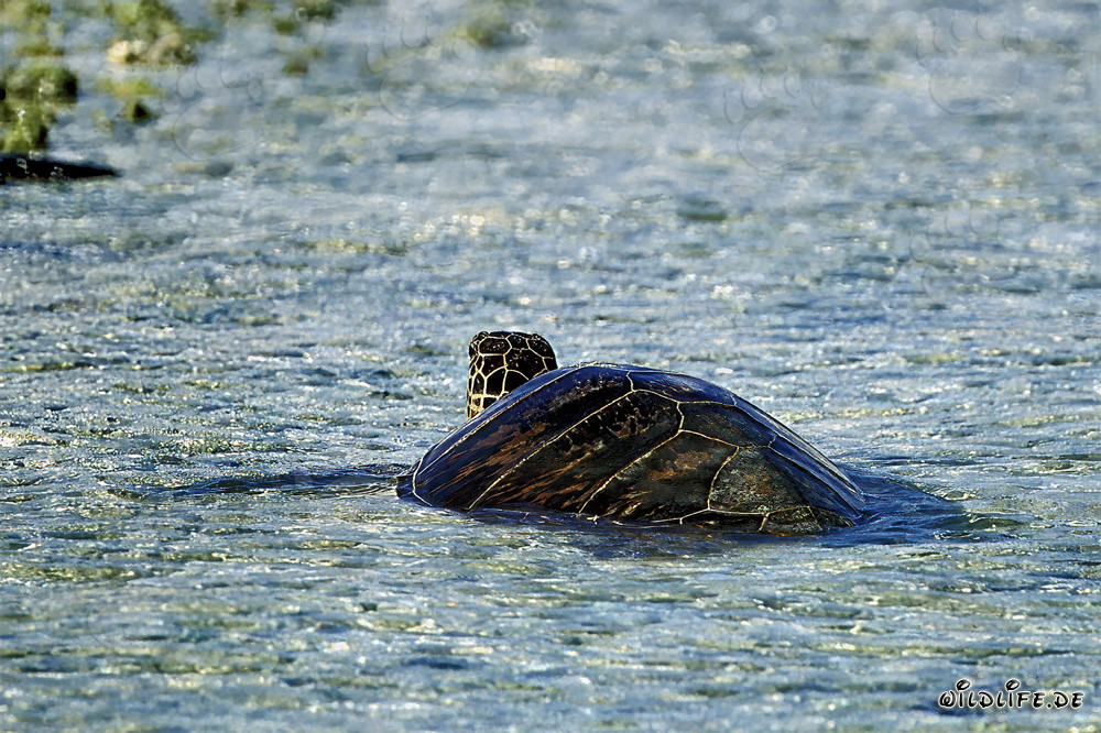 Rencontre fascinante : Tortue verte nage dans l'eau claire