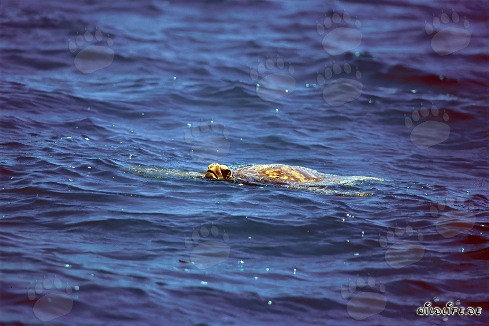 Tortue de mer verte à la surface de l'eau