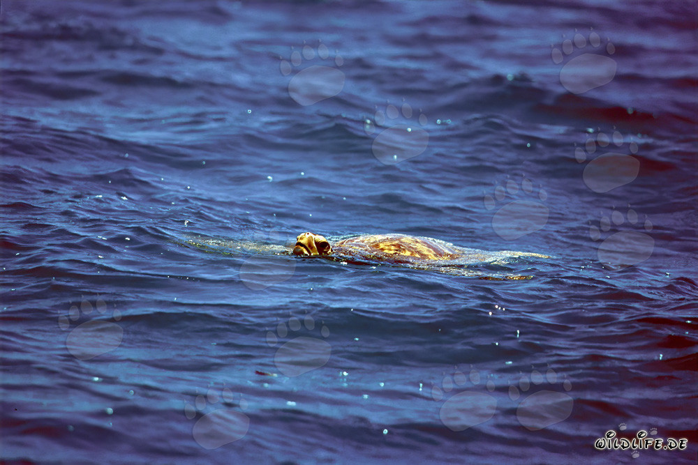 Tortuga verde en la superficie del agua