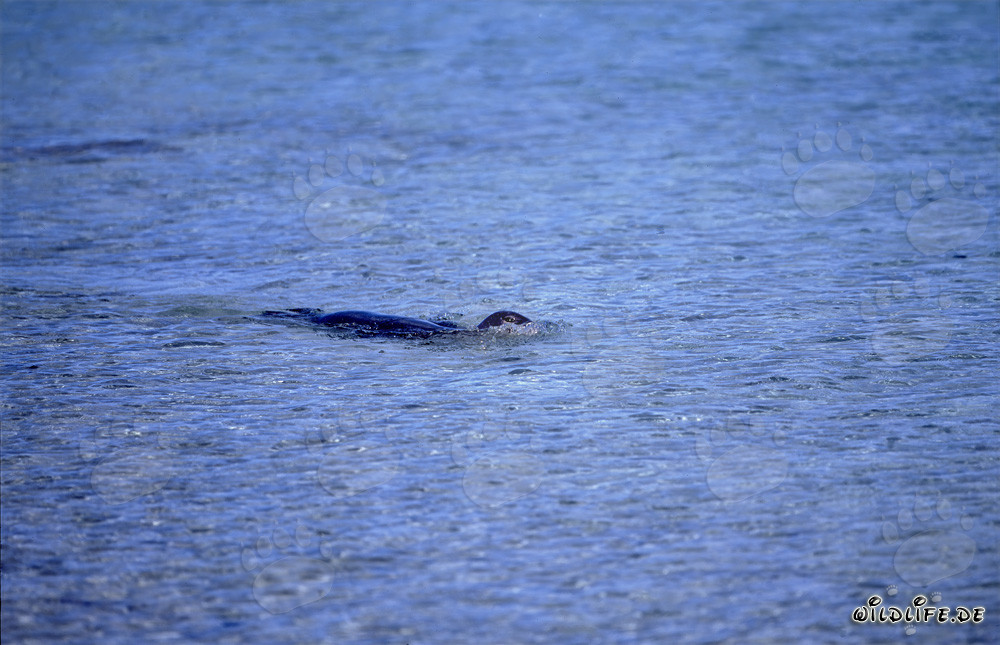 Foca monaca hawaiana galleggiante nel Pacifico