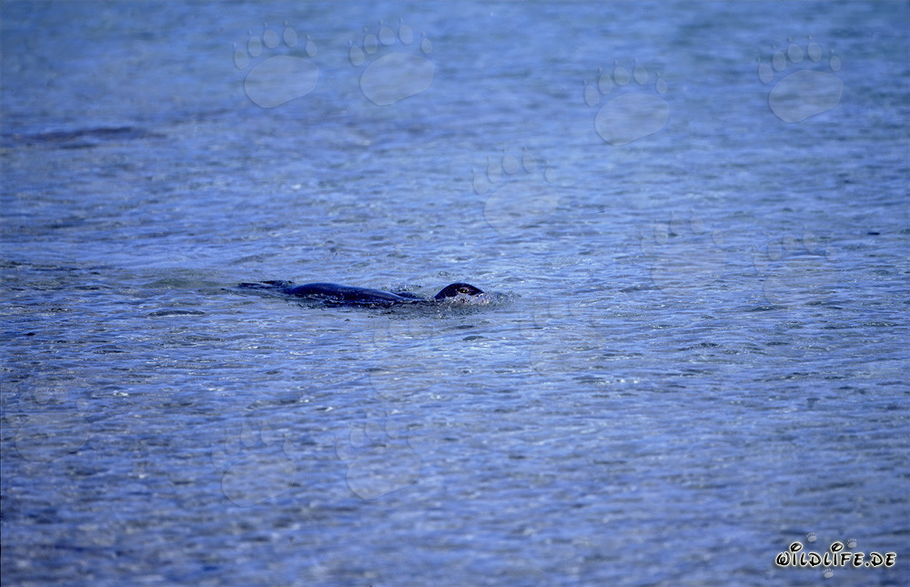 Foca monje hawaiana flotando en el Pacífico
