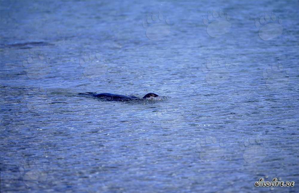 Swimming Hawaiian Monk Seal in the Pacific