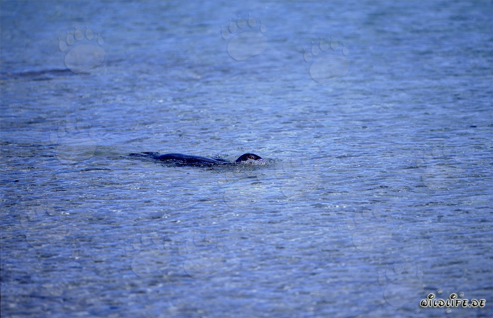 Schwimmende Hawaiianische Moenchsrobbe im Pazifik