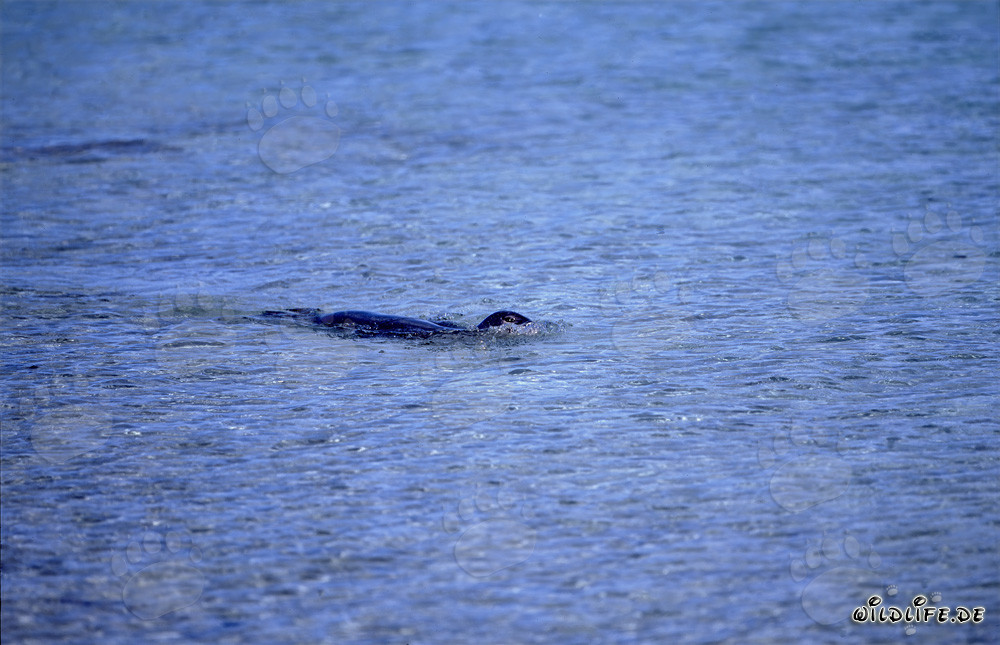 Phoque moine d'Hawaï flottant dans le Pacifique