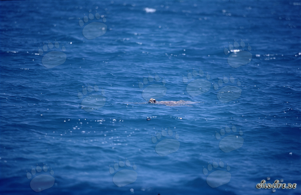 Green sea turtle (Chelonia mydos)