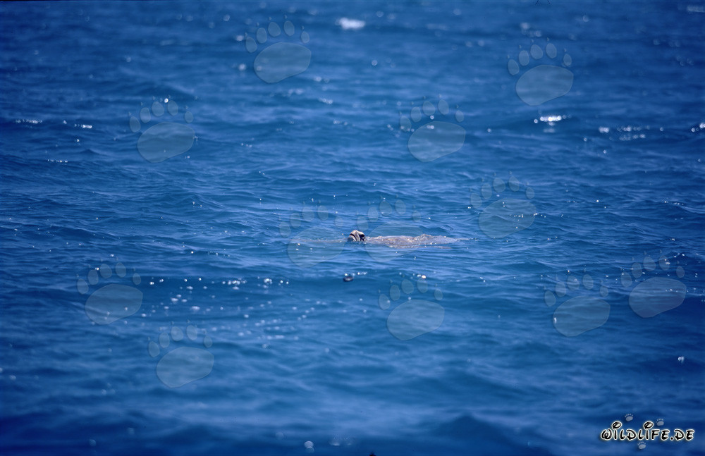 Tortue verte de mer sur la mer ouverte lève la tête