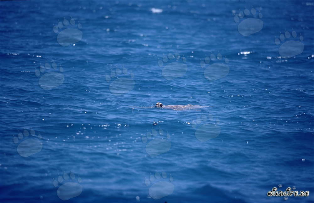 Tortuga marina verde en alta mar levanta la cabeza
