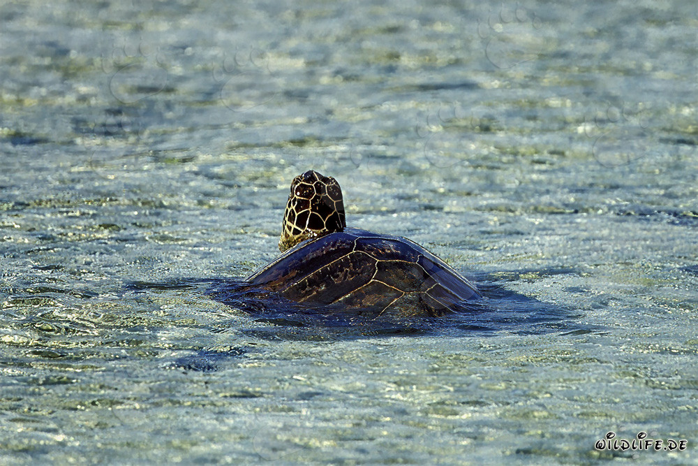 Fascinating green sea turtle swimming in clear shallow water