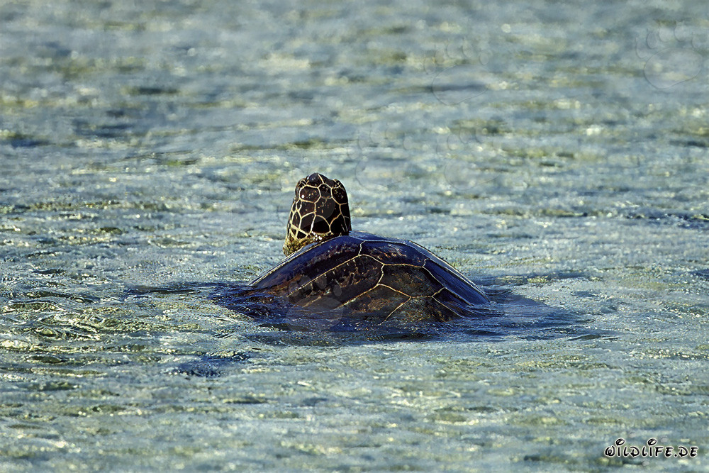Fascinante tortue de mer verte nage dans les eaux peu profondes et claires