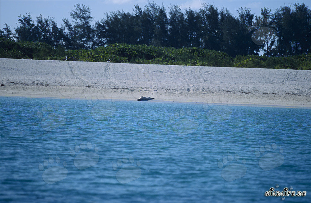 Foca monaca hawaiana rilassata sulla paradisiaca spiaggia di Midway Atoll